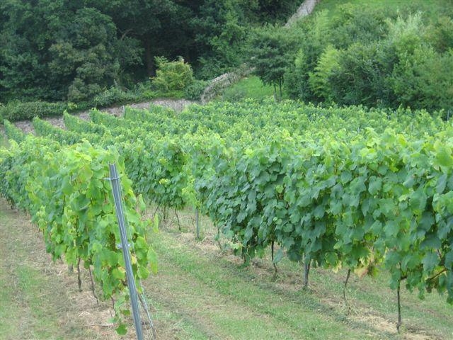 Descubre los vinedos